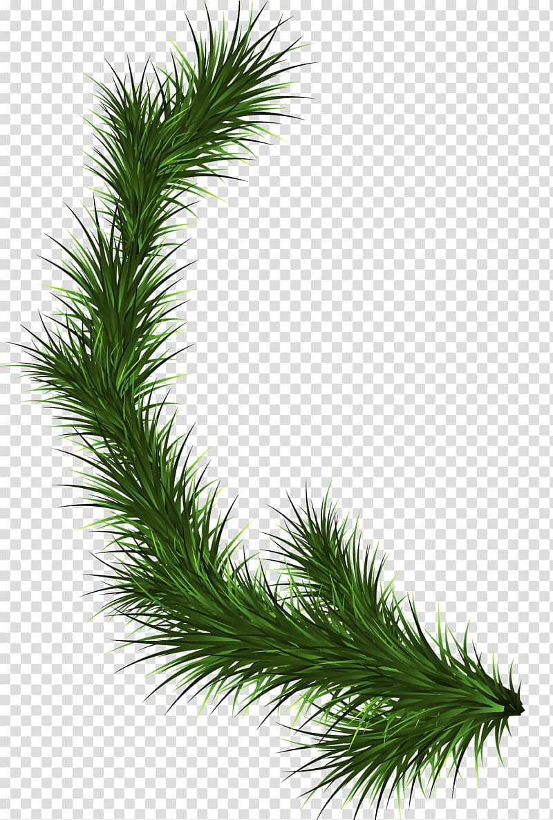Branch Fir Tree Pine , pine leaves transparent background PNG clipart