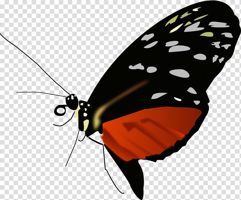 Monarch butterfly , buterfly transparent background PNG clipart