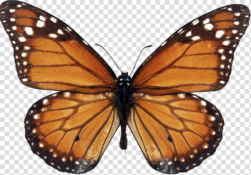 Monarch Butterfly Biosphere Reserve Milkweed butterfly Viceroy, butterfly transparent background PNG clipart