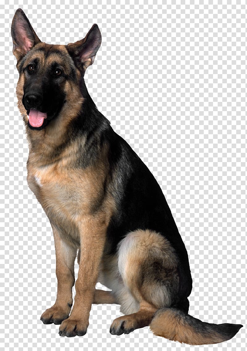 German shepherd, Dog , Dog transparent background PNG clipart