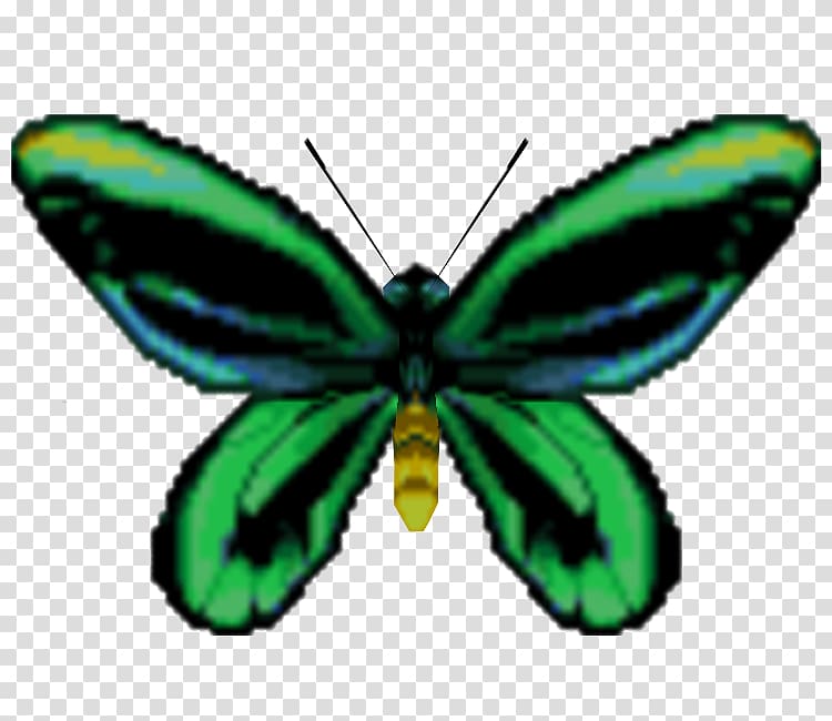 Monarch butterfly Ornithoptera priamus Birdwing Ornithoptera allotei, butterfly transparent background PNG clipart