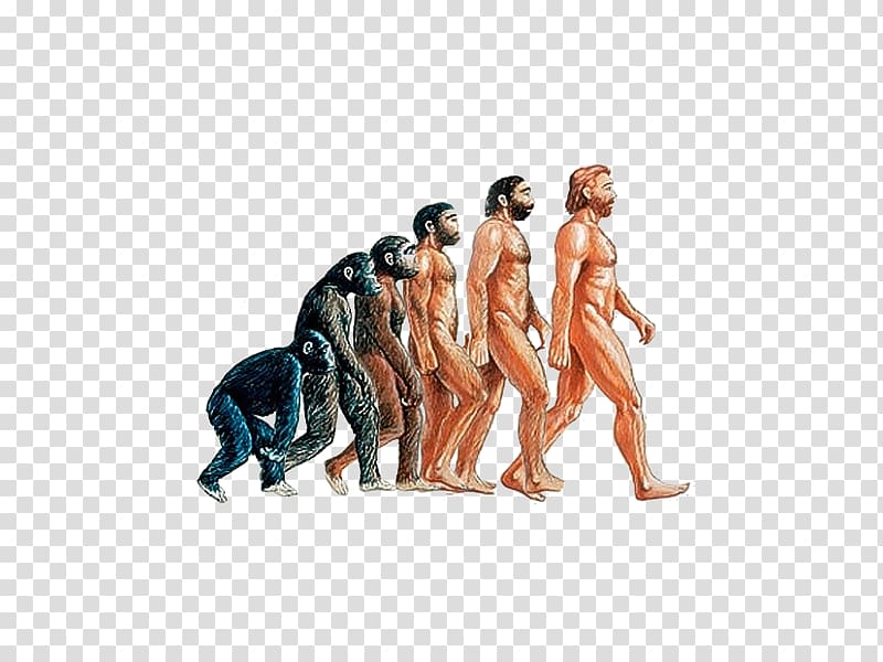 Homo sapiens Neanderthal Human evolution Primate, orangutan transparent background PNG clipart