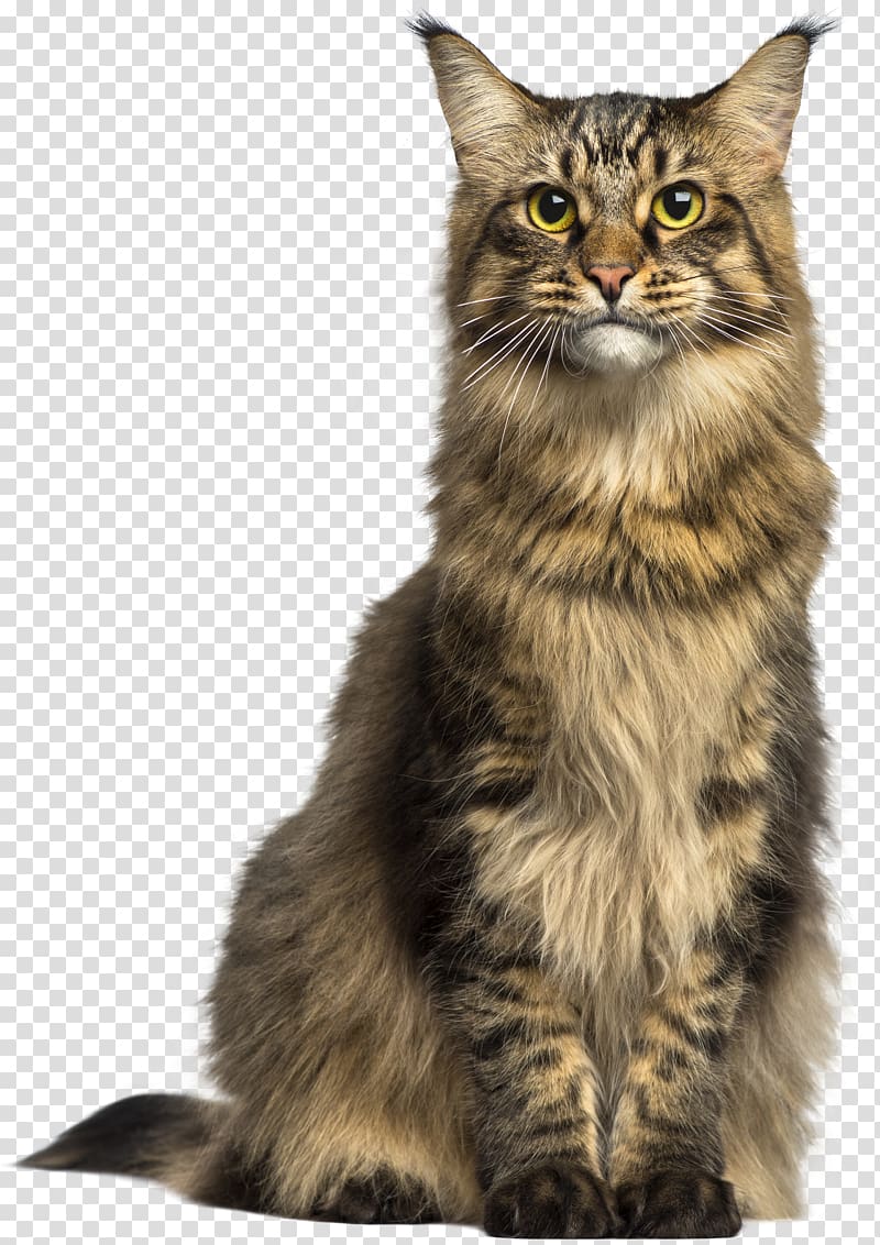 Maine Coon Asian Semi-longhair Norwegian Forest cat , Cat transparent background PNG clipart