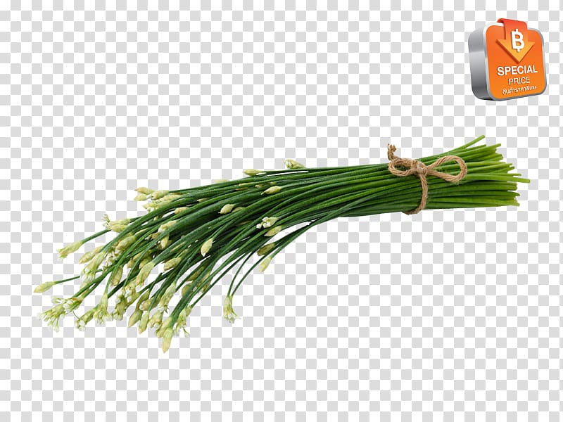 Allium fistulosum Herb Scallion Welsh cuisine Grasses, Veg Momos transparent background PNG clipart