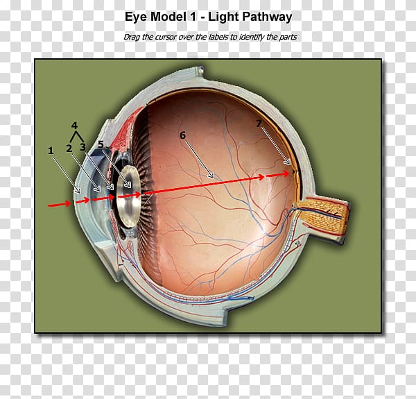 Light Human eye Anatomy Blind spot, organs transparent background PNG clipart