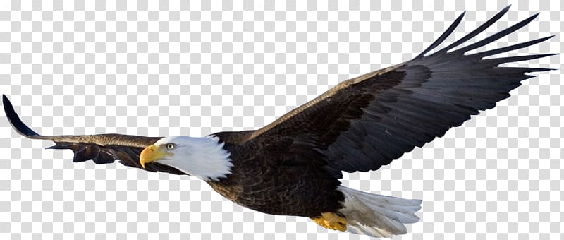 black and white bald eagle flying art, Eagle Flight Bird, eagle transparent background PNG clipart