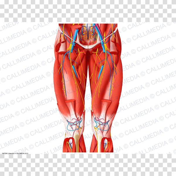 Anterior compartment of thigh Knee Muscle Human leg, adductor muscles of the thigh transparent background PNG clipart