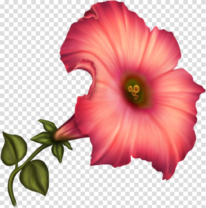 Common Hibiscus Rosemallows Petal Flower, flower transparent background PNG clipart