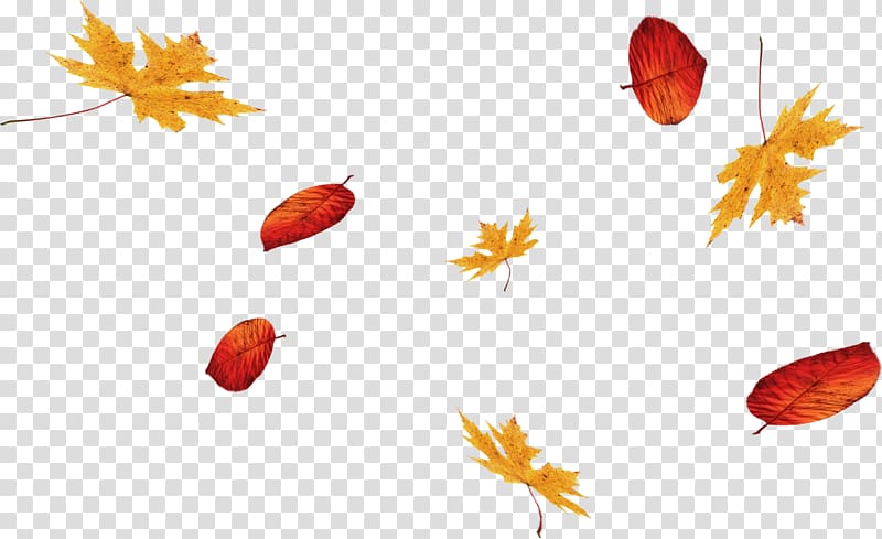 floating autumn leaves transparent background PNG clipart