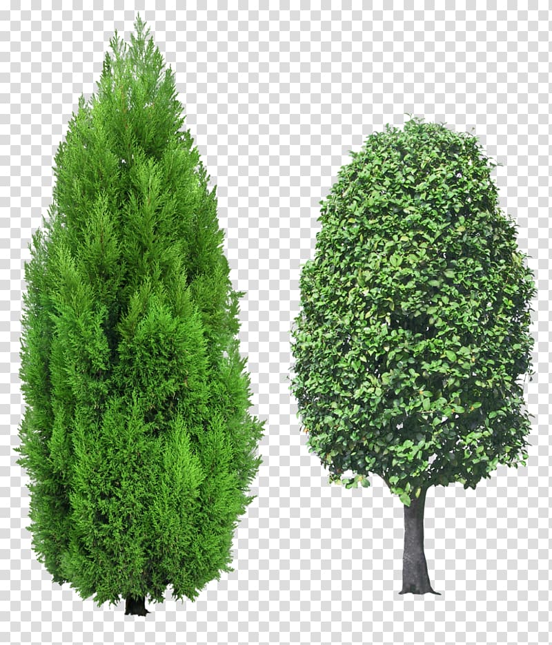Mediterranean cypress Tree Evergreen , tree transparent background PNG clipart
