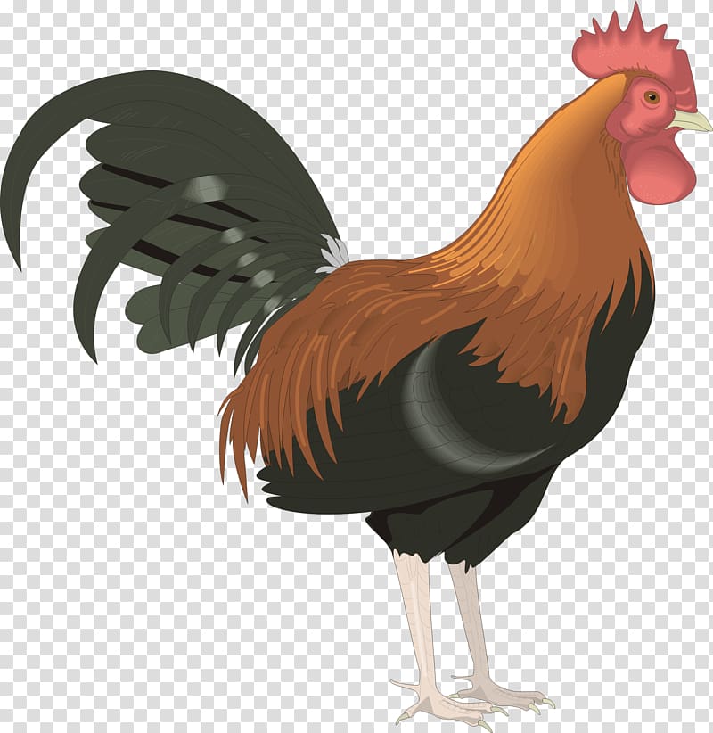 Leghorn chicken Foghorn Leghorn Rooster , chicken transparent background PNG clipart