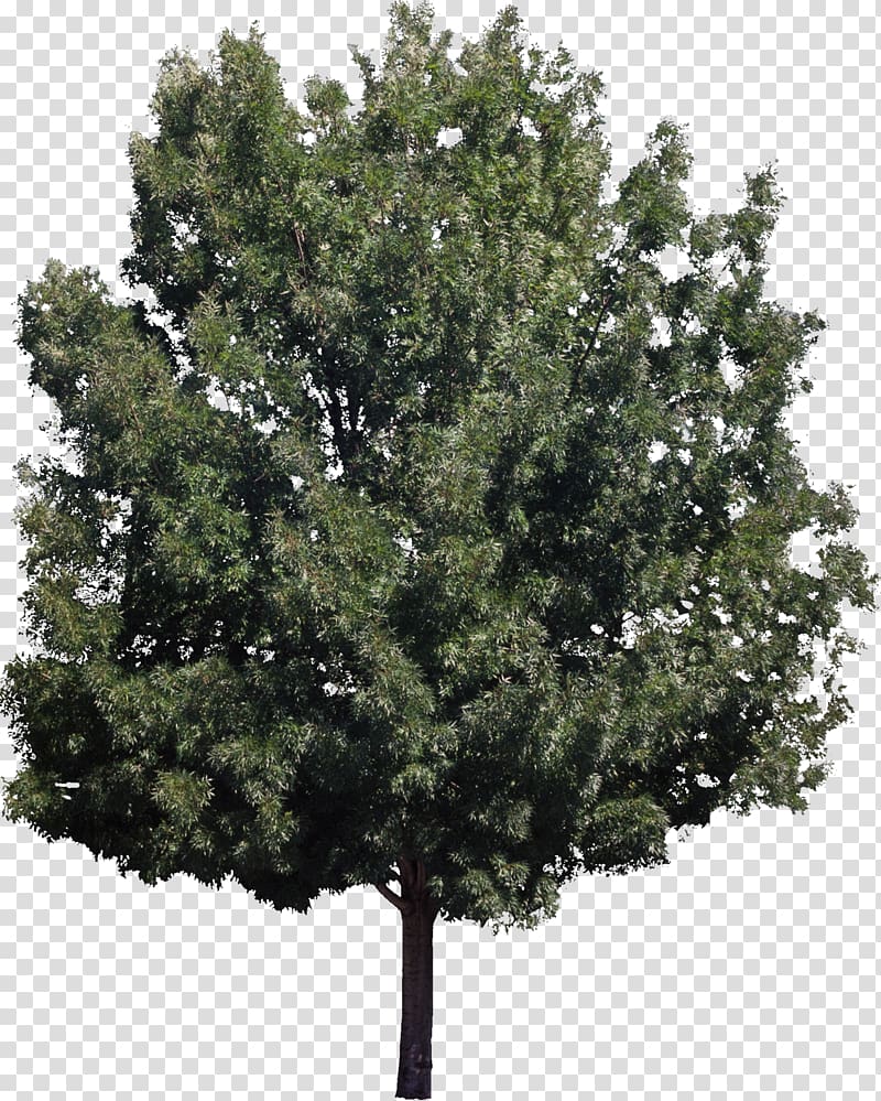 Farmington Square Gresham Tree Nursing home care Plant Assisted living, Bush transparent background PNG clipart