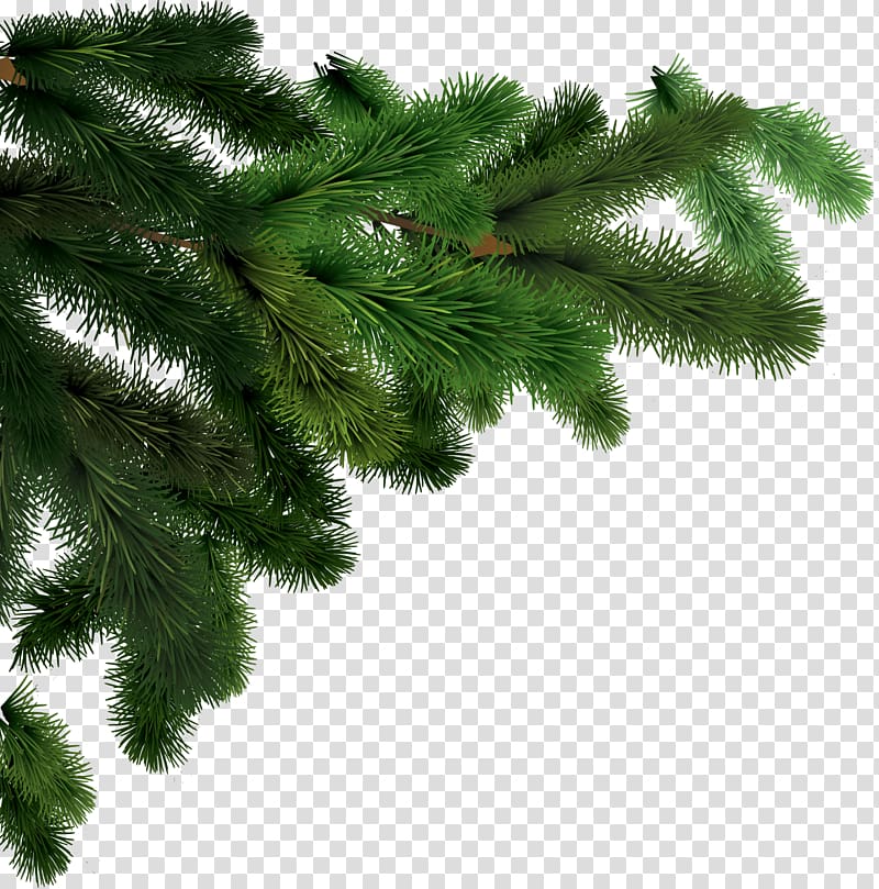 green leafed pine tree, Side Branches Fir Tree transparent background PNG clipart