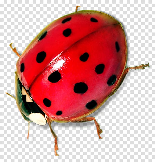 Ladybird beetle Seven-spot ladybird , Lovebug transparent background PNG clipart