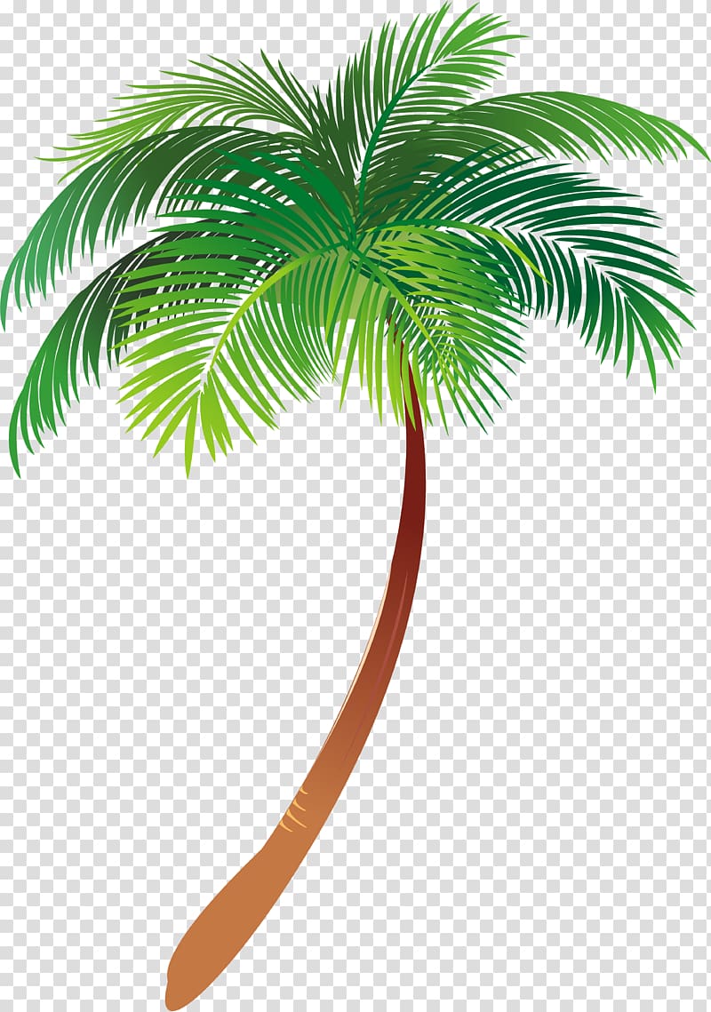 Asian palmyra palm Illustration Palm trees graphics Text, palm tree leaves transparent background PNG clipart