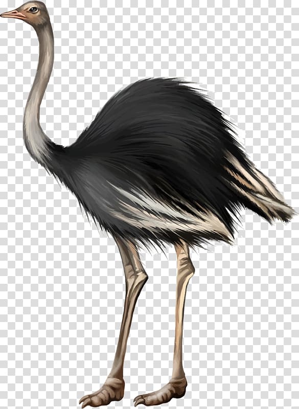 Common ostrich Bird Egg, Black ostrich transparent background PNG clipart