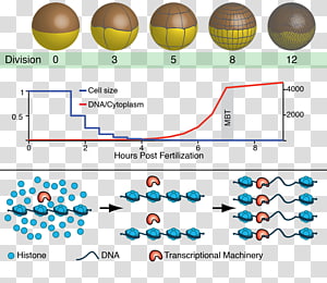 Line Point, line transparent background PNG clipart thumbnail