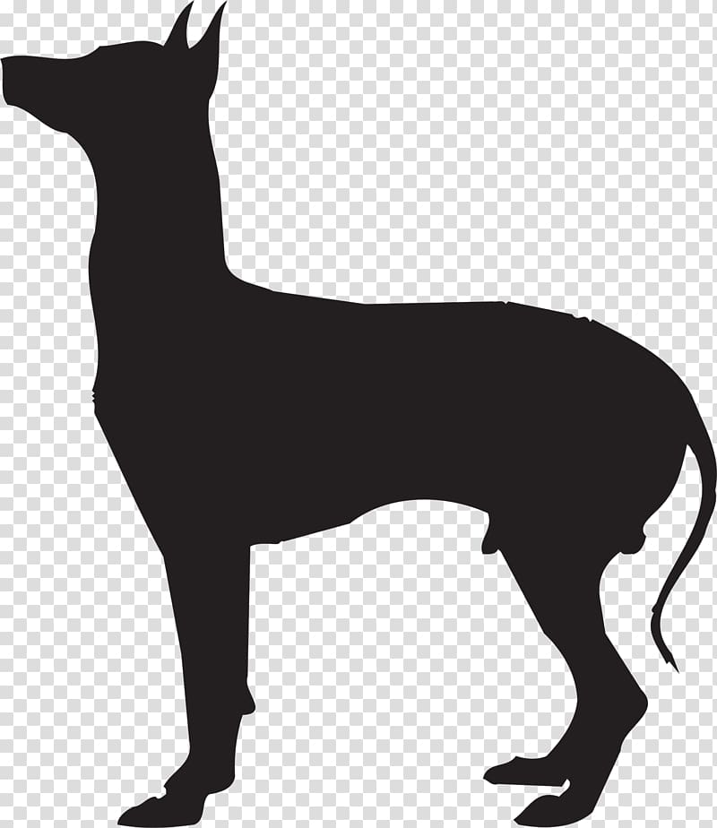 Dog breed Mexican Hairless Dog Peruvian Inca Orchid German Pinscher Cat, Cat transparent background PNG clipart