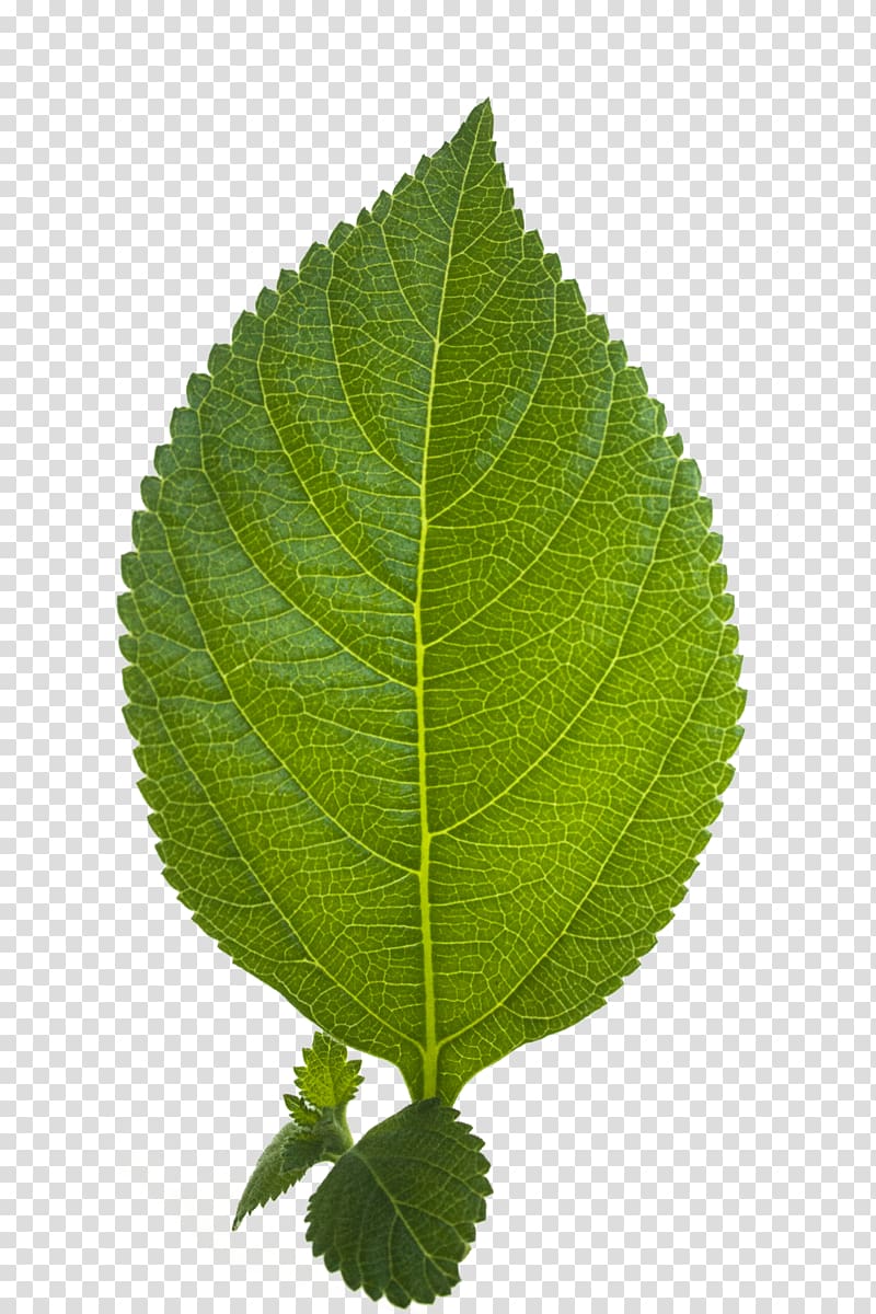 Display resolution , Leaf HD transparent background PNG clipart