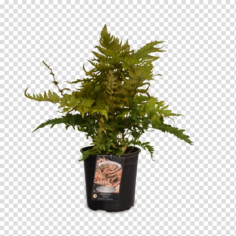 Vascular plant Devil\'s ivy Fern Weeping fig, fern transparent background PNG clipart