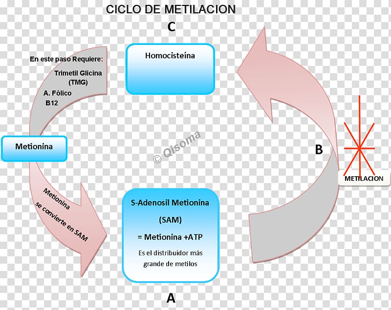 Hypertension Brand Diagram Epigenetics Artery, remolacha transparent background PNG clipart