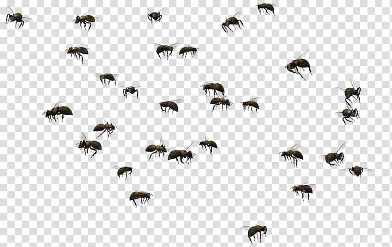 Honey bee Swarming Insect Swarm control, bee transparent background PNG clipart