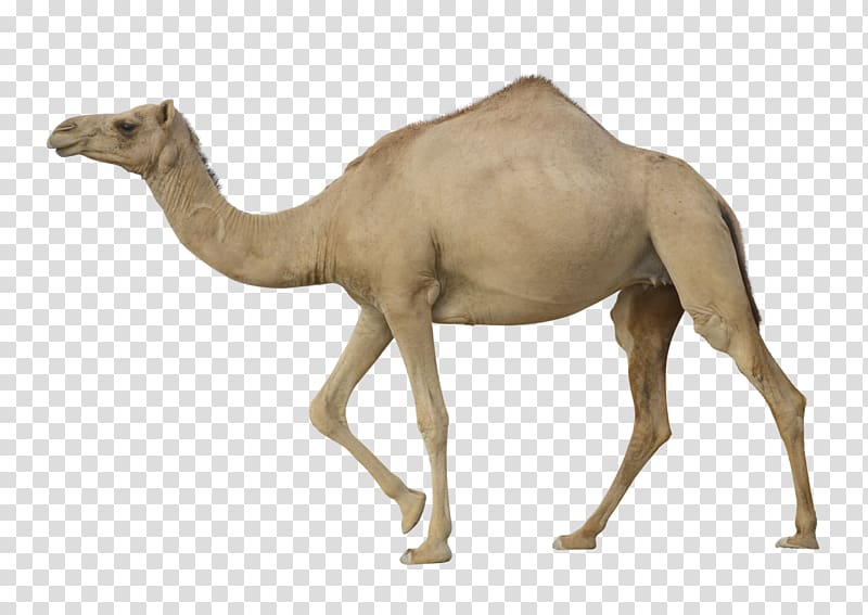 Dromedary Bactrian camel , camelhd transparent background PNG clipart