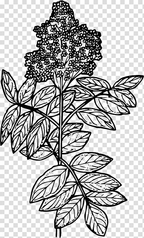 Red elderberry Drawing Line art Coloring book, others transparent background PNG clipart
