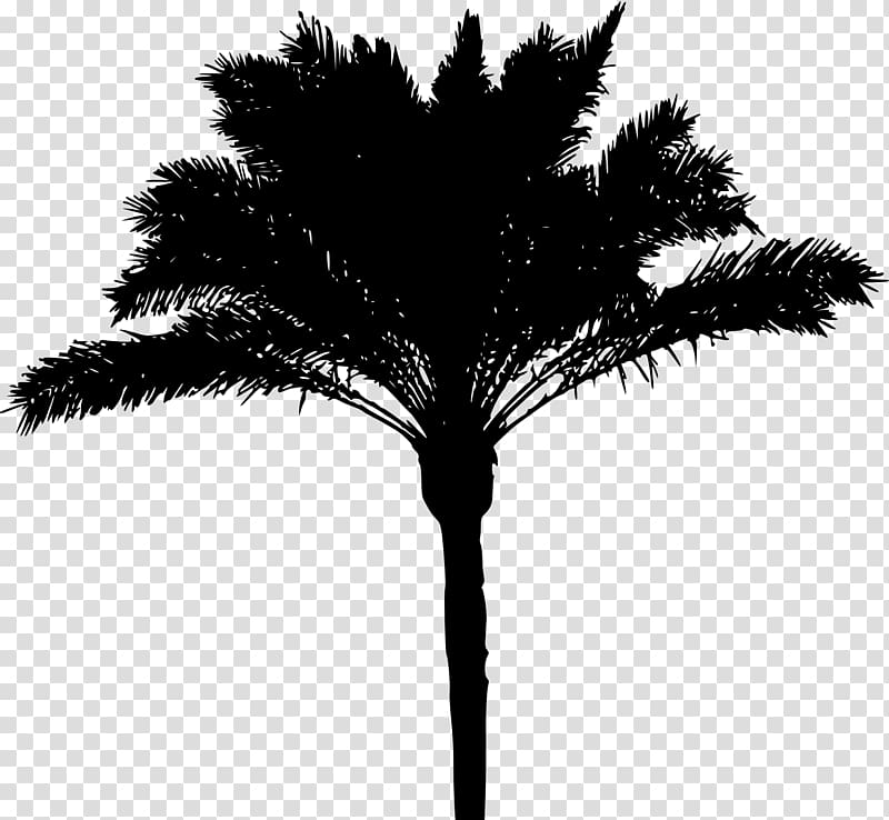 Arecaceae Tree Date palm Woody plant, palm tree transparent background PNG clipart