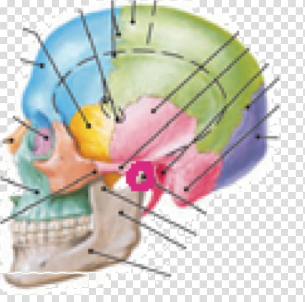 Infratemporal fossa Mandibular fossa Infratemporal crest Mandible, Coronoid Process Of The Ulna transparent background PNG clipart