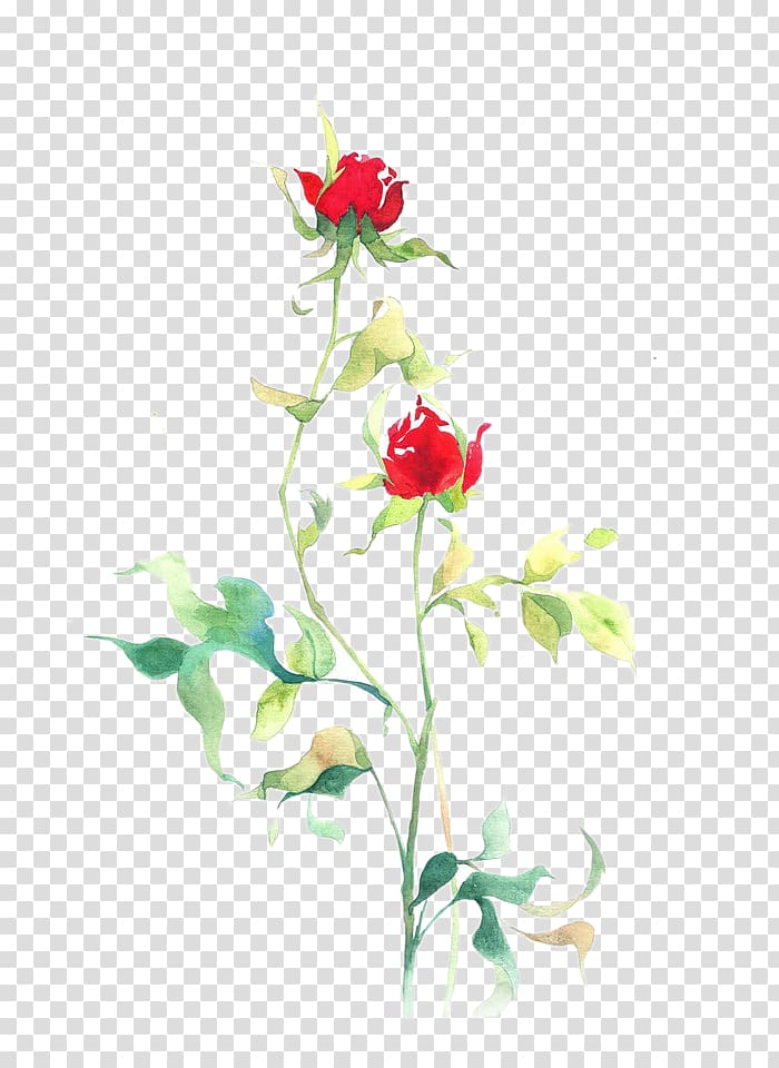 Beach rose Flower Petal Floral design Illustration, Sunshine roses material transparent background PNG clipart