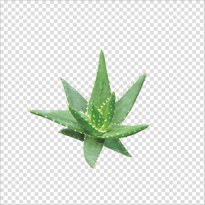 Aloe vera Gel Cosmetics Euclidean , Aloe transparent background PNG clipart