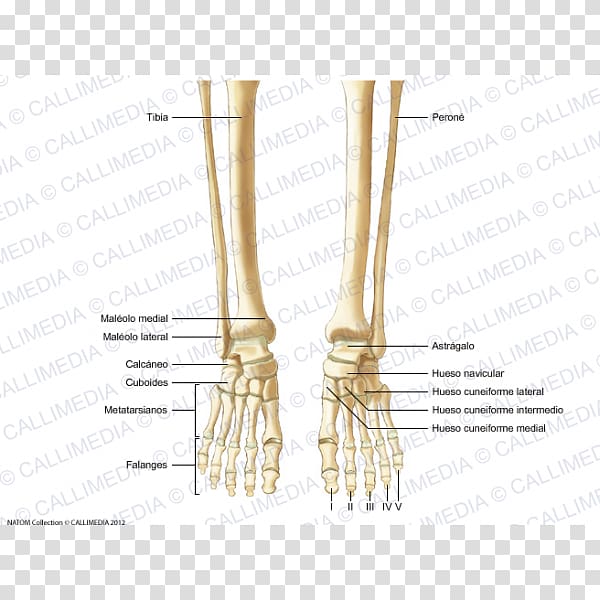 Finger Human skeleton Bone Foot Human anatomy, Skeleton transparent background PNG clipart