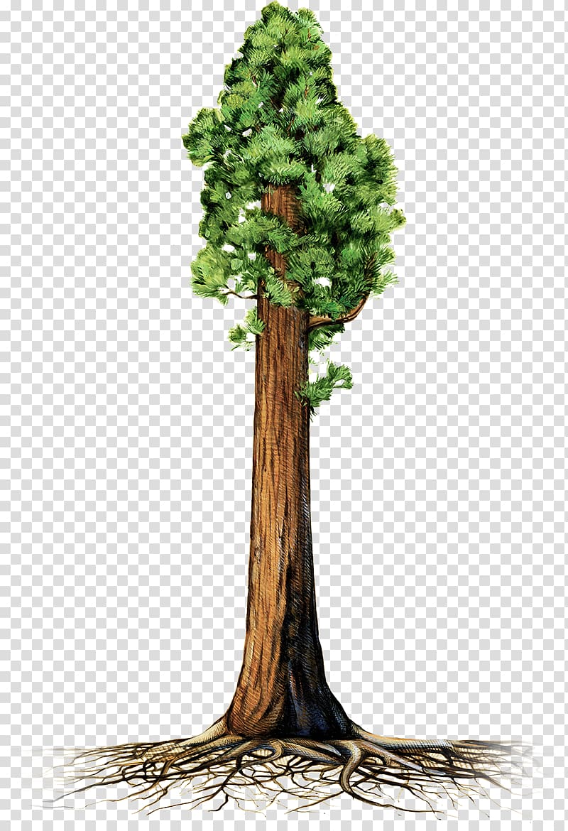 Redwood Trees Clip Art