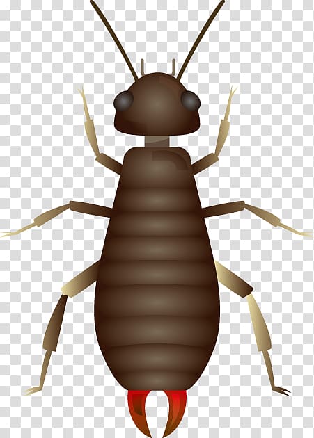 Beetle Illustration , earwigs insect transparent background PNG clipart