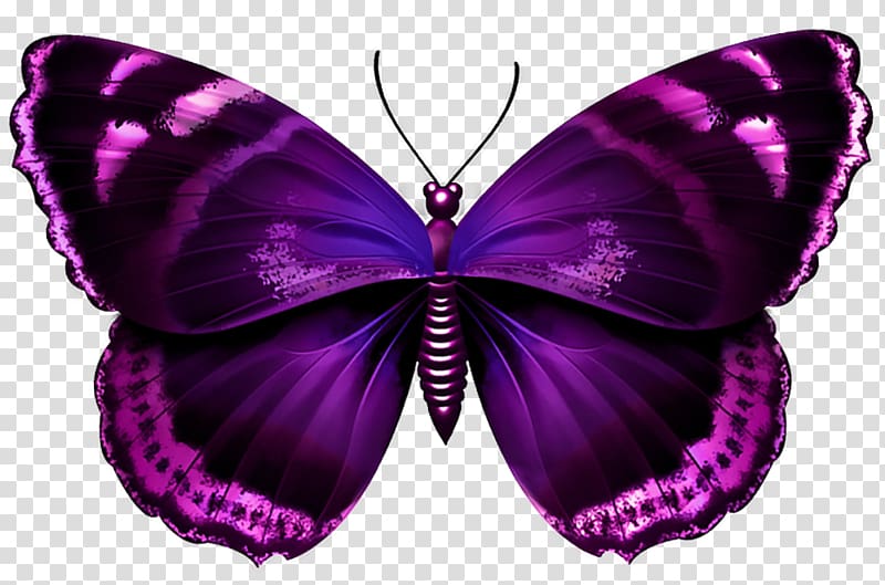Butterfly Red admiral Desktop , pink butterfly transparent background PNG clipart