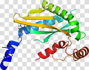 Organism Line , design transparent background PNG clipart thumbnail