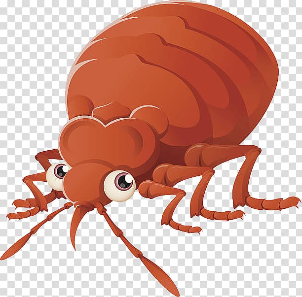 Bed bug control techniques Bed bug bite Pest Control , bed_bug transparent background PNG clipart