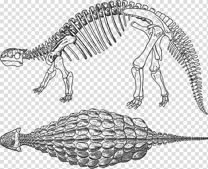 Ankylosaurus Stegosaurus Apatosaurus Dinosaur Scelidosaurus, bone material transparent background PNG clipart