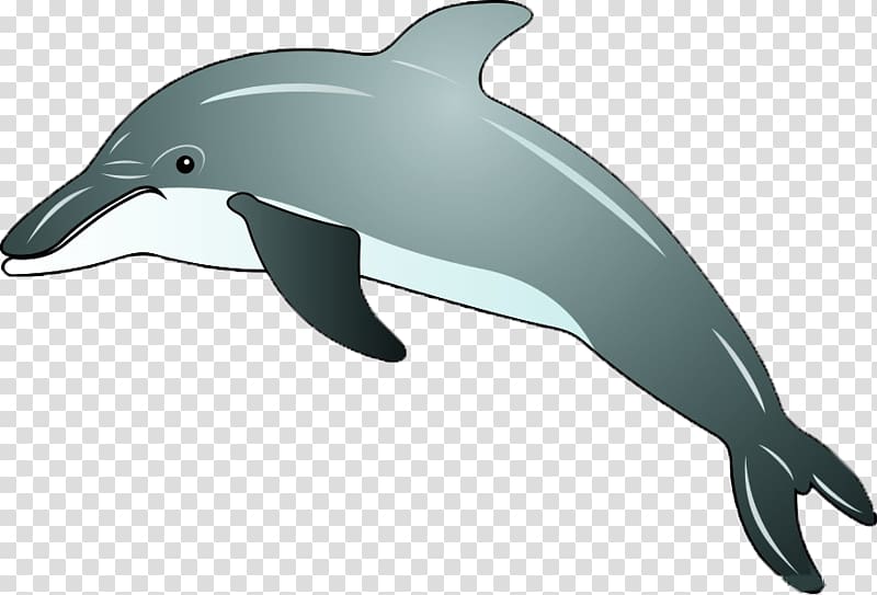 Common bottlenose dolphin Cartoon u0e01u0e32u0e23u0e4cu0e15u0e39u0e19u0e0du0e35u0e48u0e1bu0e38u0e48u0e19, dolphin,animal,lovely transparent background PNG clipart