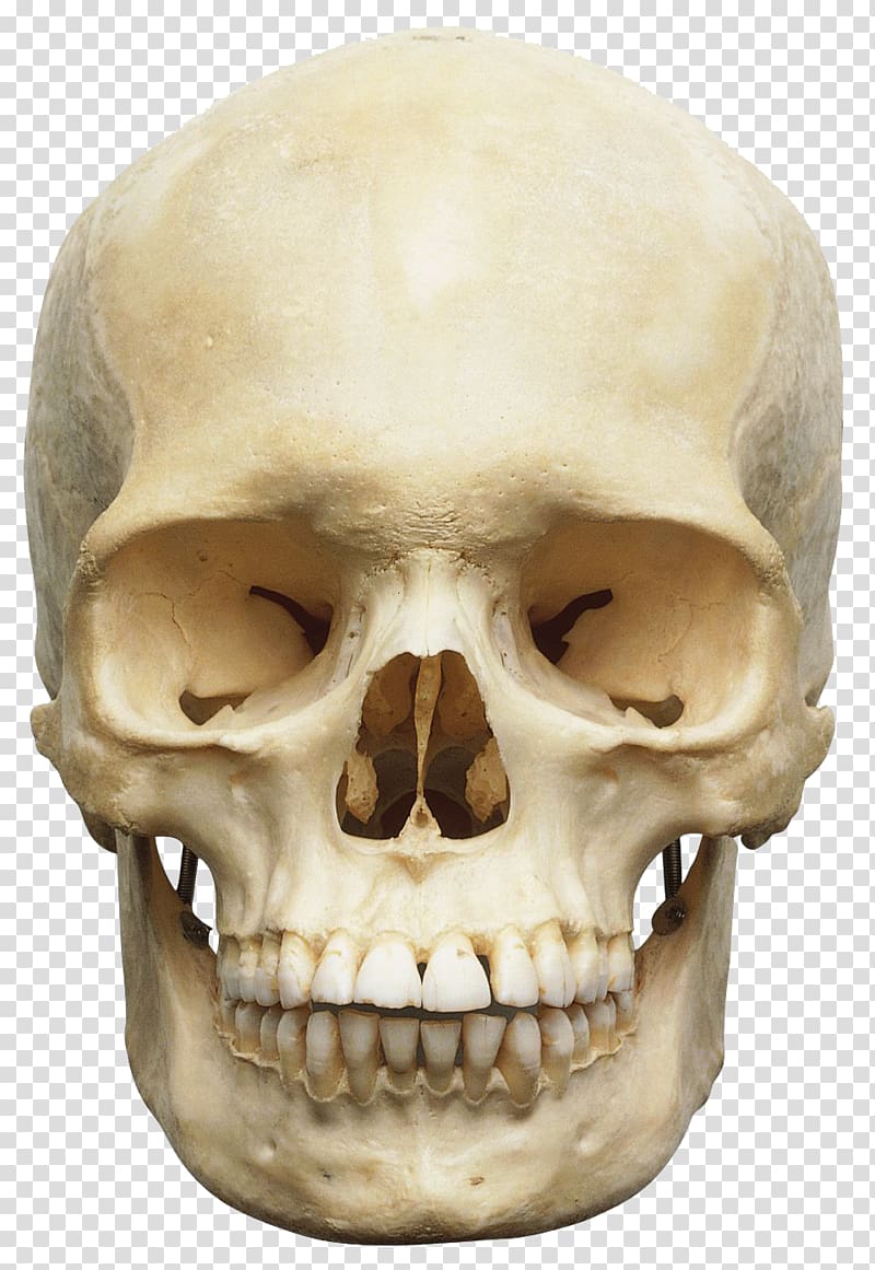 Skull Human skeleton Anatomy Human body Orbit, Skeleton transparent background PNG clipart