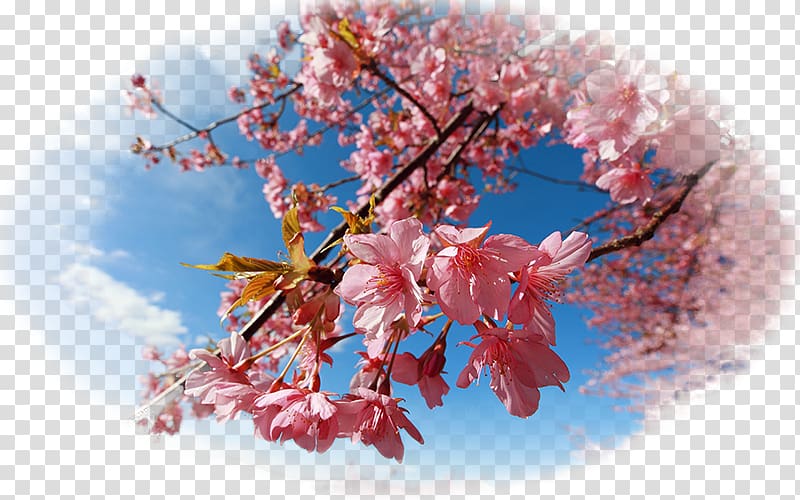 National Cherry Blossom Festival Desktop , cherry blossom transparent background PNG clipart