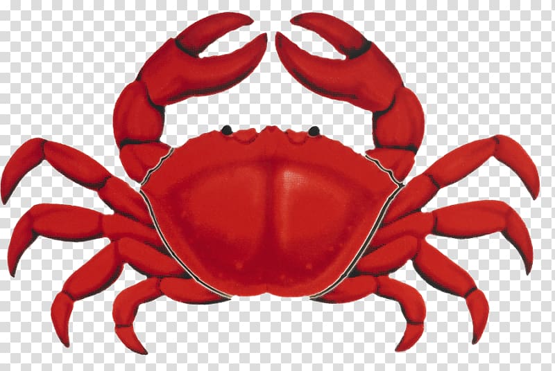 Christmas Island red crab Lobster Crab cake Decapoda, crab transparent background PNG clipart