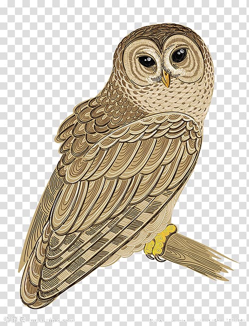 Barred Owl Bird , Hand-painted owl transparent background PNG clipart