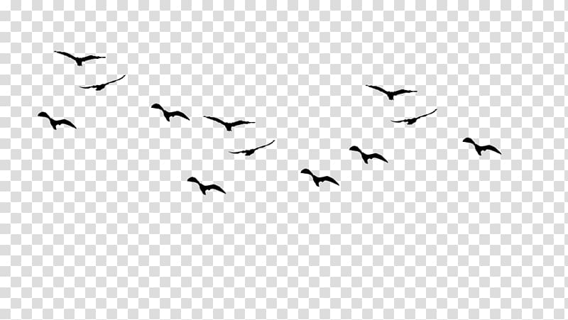 Bird flight Gulls Drawing birds Silhouette, Bird transparent background PNG clipart