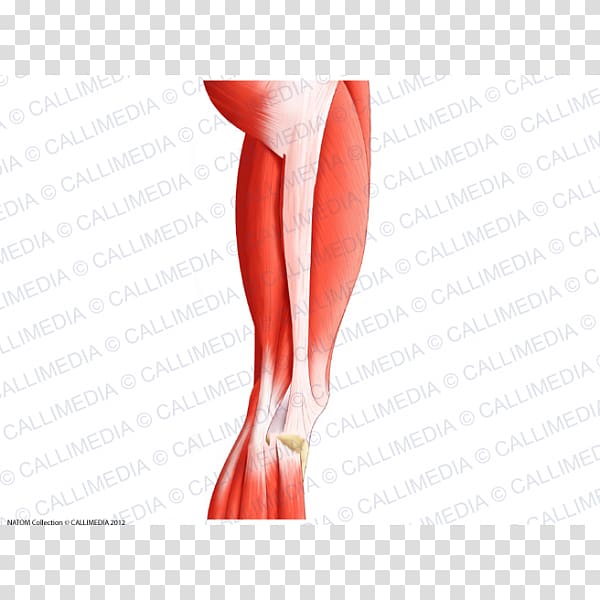 Finger Thigh Muscle Knee Nerve, rectus femoris function transparent background PNG clipart
