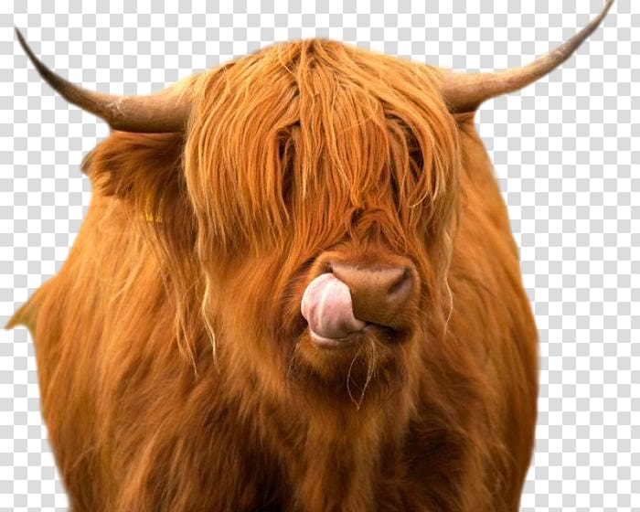 Highland cattle Angus cattle Ox Scotland Live, others transparent background PNG clipart