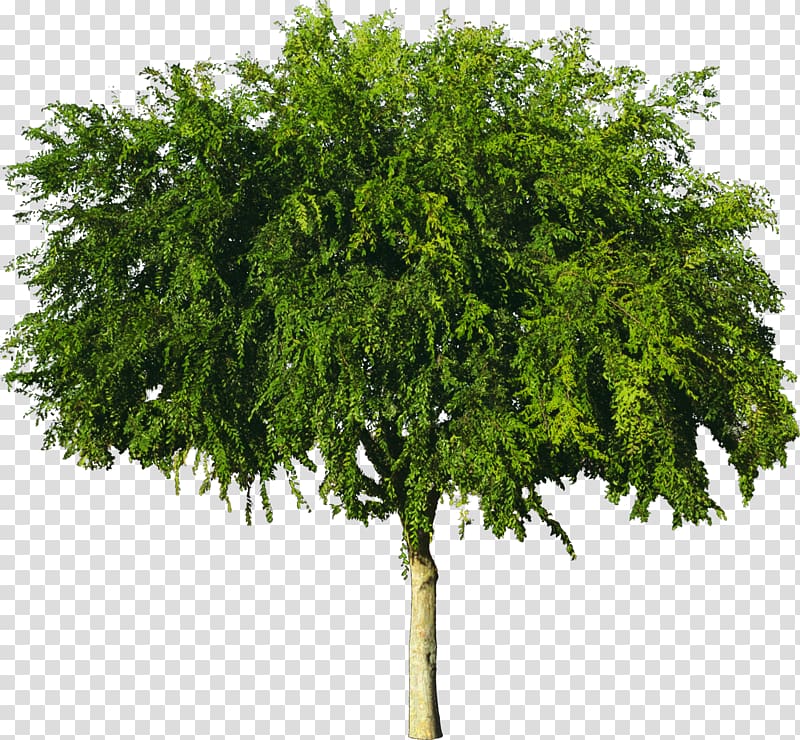 Tree American sycamore Wood Plant, bushes transparent background PNG clipart