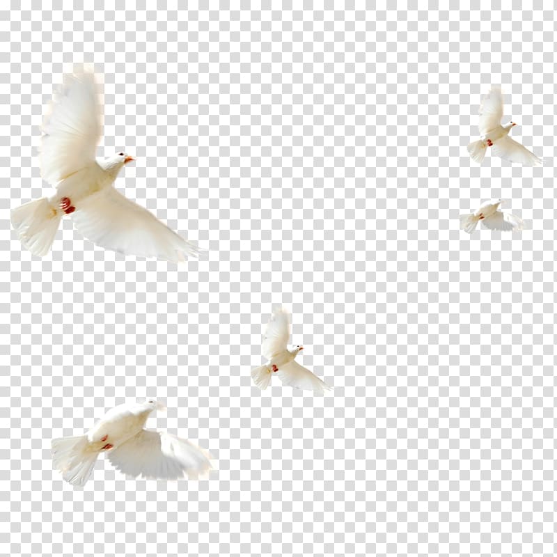 flying pigeon flying pigeon creative,white,peace dove transparent background PNG clipart
