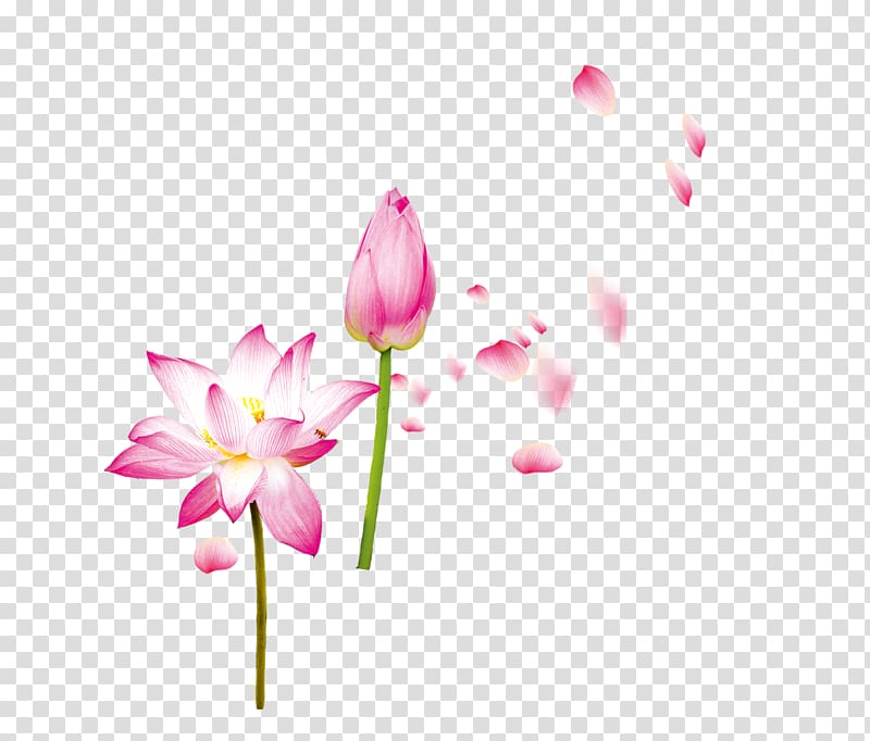 white and pink petaled flowers, Petal Flower Nelumbo nucifera, Lotus transparent background PNG clipart